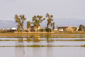 Delta Ebro, Natural park, Tarragona, Catalonia, Spain, Jan 2020: Rice fields after harvest still flooded with traditional farmhouse landscape, Delta river Ebro, Tarragona, Spain