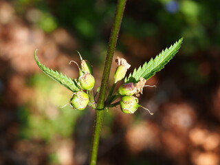 Plant (Scrophularia sambucifolia)