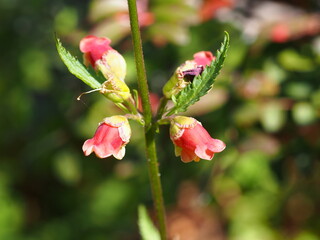 Wildflower (Scrophularia sambucifolia)