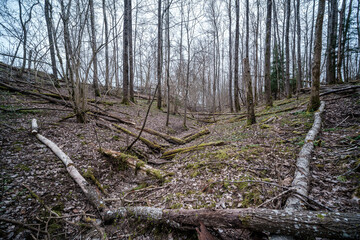 empty river bed in early spring with muddy water and wet green foliage