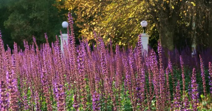 A lot of lavender growing in the park.
Sunny summer. Purple flowers. Light wind.
Dandelion seeds are blown across the park.
ProRes 422. 
4K.

