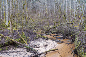 empty river bed in early spring with muddy water and wet green foliage