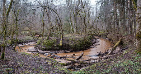 empty river bed in early spring with muddy water and wet green foliage