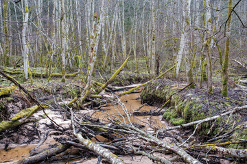 empty river bed in early spring with muddy water and wet green foliage