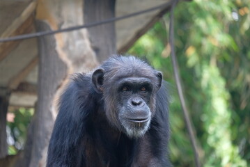 robust chimpanzee the  great ape