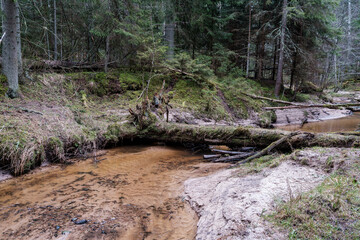 empty river bed in early spring with muddy water and wet green foliage