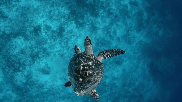Marine in the wildlife. Large beautiful sea turtle swims and sinks to bottom in blue water. Scuba diving green turtle in sea alone. Concept of underwater relaxation and entertainment on vacation.
