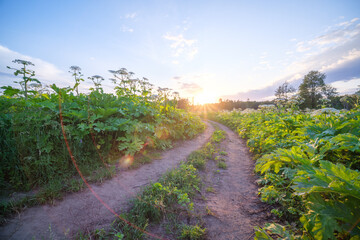 Obraz premium endless beautiful country gravel road in perspective