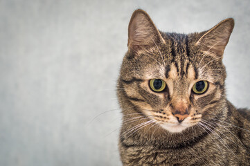 Obraz na płótnie Canvas Portrait of a domestic cat on a gray background close-up. Copy space