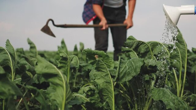 farmers hoe spud the crop in a green crop field. agribusiness agriculture farming concept. watered with a watering can irrigation of green field foliage. farmers work lifestyle in field harvest crop