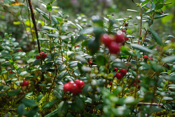 cranberries lingonberries red in green moss in forest