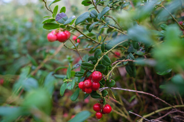 cranberries lingonberries red in green moss in forest