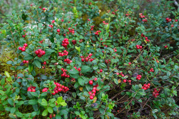 cranberries lingonberries red in green moss in forest