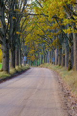 Fototapeta premium endless beautiful country gravel road in perspective