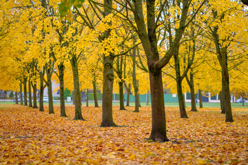 Fototapeta na wymiar golden yellow autumn trees in the park in sunny day