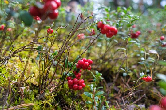 cranberries lingonberries red in green moss in forest