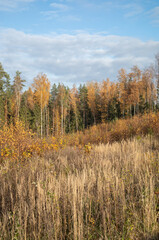 golden yellow autumn trees in the park in sunny day