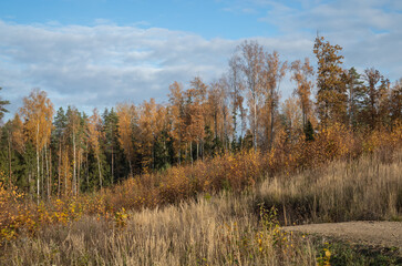 golden yellow autumn trees in the park in sunny day