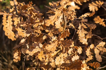 golden yellow autumn trees in the park in sunny day