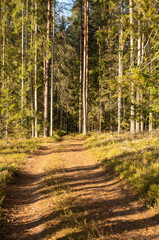 golden yellow autumn trees in the park in sunny day