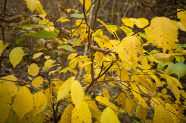 golden yellow autumn trees in the park in sunny day