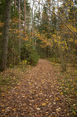 Obraz premium golden yellow autumn trees in the park in sunny day