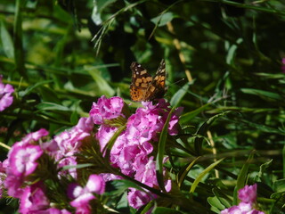 Mariposa monarca ponilizando flor copelina rosada