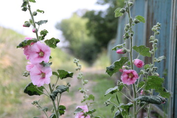 bright pink poppies blooming by the fence, by the road, with buds and leaves