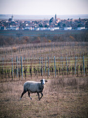 Obraz premium Sheep alone on a pasture in the background city of Rust and Neusiedlersee