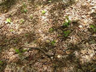 stick on the ground