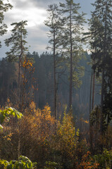 golden yellow autumn trees in the park in sunny day