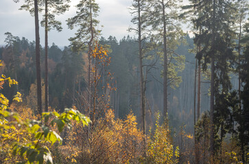 Fototapeta premium golden yellow autumn trees in the park in sunny day