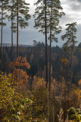 golden yellow autumn trees in the park in sunny day