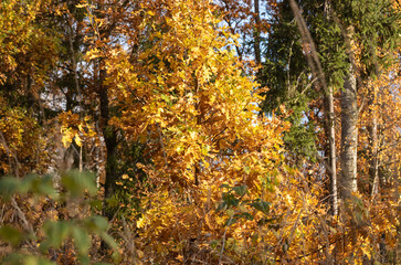 golden yellow autumn trees in the park in sunny day