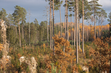 golden yellow autumn trees in the park in sunny day