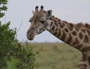 portrait of giraffe feeding on leaves in the wild masai mara kenya