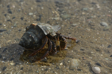 Hermit crabs that live by the sea and use shells to armor and house.