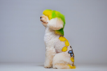 Isolated white poodle dog. Cute groomed poodle dog