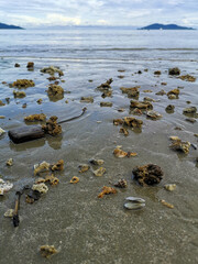 stones and seashells on the beach