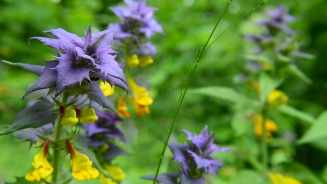 Yellow blue flower Melampyrum nemorosum, an ant and the sounds of the forest