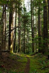 Trail through mossy forest on Cortes Island, BC