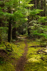 Trail through mossy forest on Cortes Island, BC