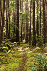 Trail through mossy forest on Cortes Island, BC