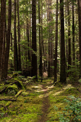 Obraz premium Trail through mossy forest on Cortes Island, BC