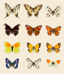 Fototapeta na wymiar Collection of nine European butterflies species on set sail champagne background