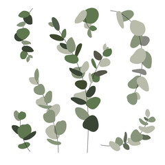 Green eucalyptus leaves clipart illustration isolated on white background. Eucalyptus sprig set 