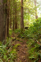 Trail through mossy forest on Cortes Island, BC