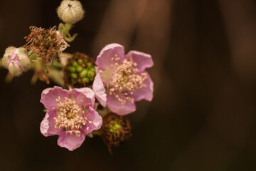 Pink blackberry flowers growing in bush
