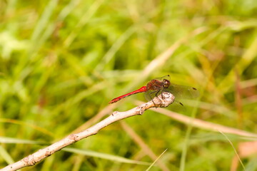 dragonfly