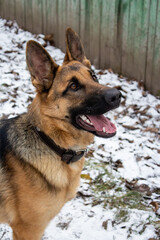 happy german shepherd dog with open mouth and enthusiastic look with love against the background of snow outside